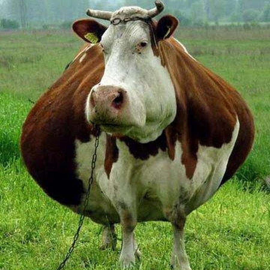 Big Fat cow